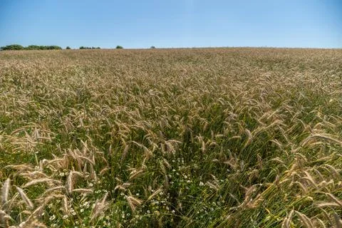 Golden waves of grass dance under the bright sun in a serene European field.. Stock Photos