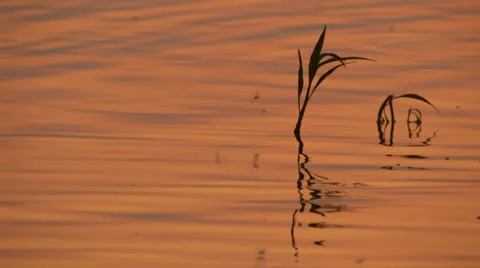 Golden waves  - nature motion background II Stock Footage 26101531