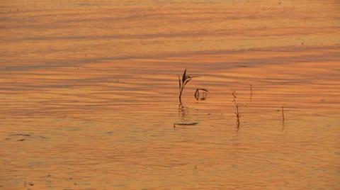 Golden waves  - nature motion background Stock Footage 26118371