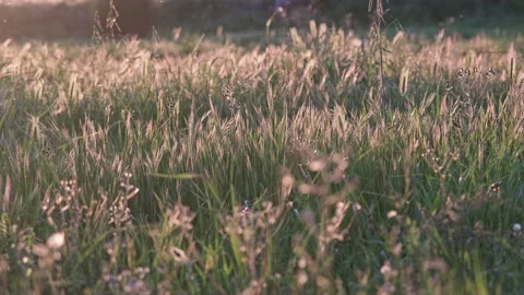 Golden Waves: The Sunset Dances Among the Wheat Fields Video stock 273364007