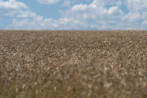 Golden waves of wheat dance under the bright blue sky in a serene countrysi.. Stock-Fotos