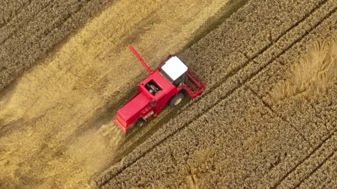 Golden waves of wheat reveal the efficient dance of a combine harvester Stock Footage 314302506