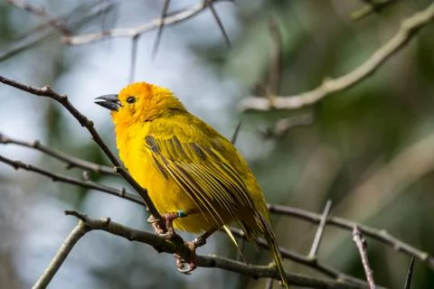 Golden Weaver Stock Photos