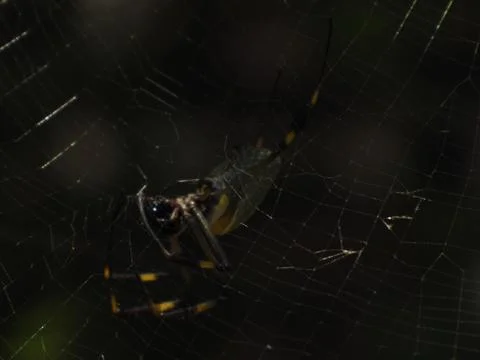 Golden Web Spider Stock Photos