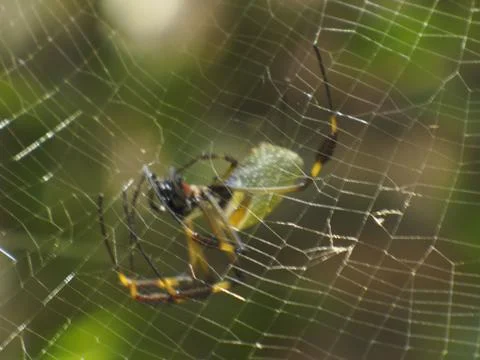 Golden Web Spider Stock Photos