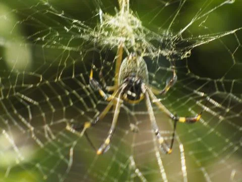 Golden Web Spider Fotos Stock