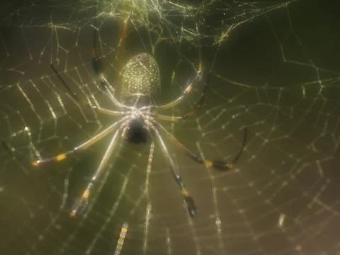 Golden Web Spider Stock Photos