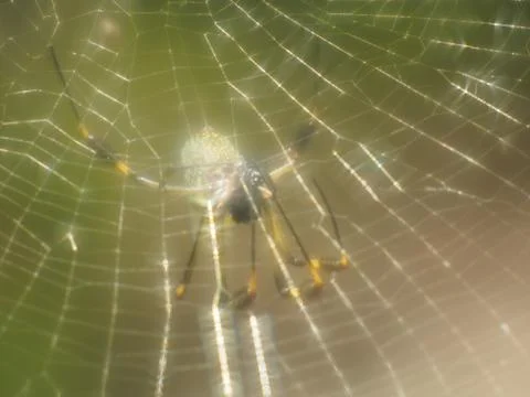 Golden Web Spider Fotos Stock