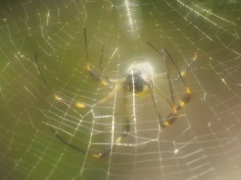 Golden Web Spider Stock Photos
