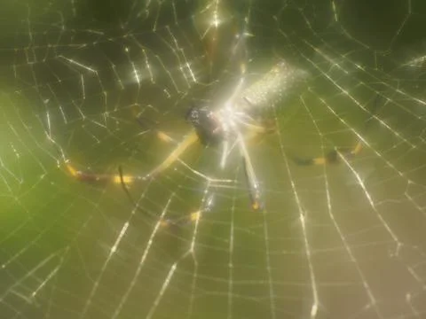 Golden Web Spider Stock Photos