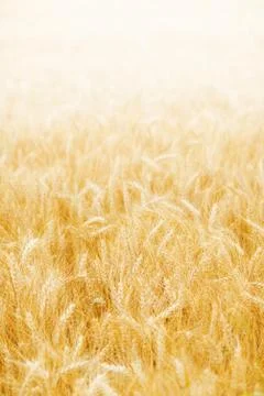 Golden wheat background Stock Photos