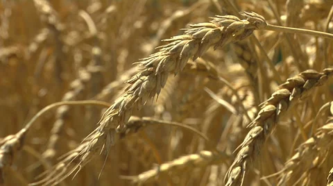 Golden Wheat Close Up Stock Footage 35795943