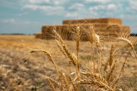 Golden wheat close-up with hay bales on ripe field Stock Photos