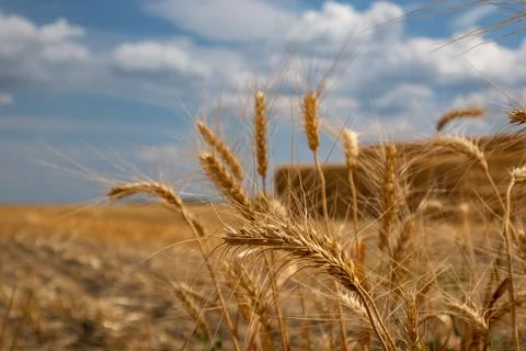 Golden wheat close-up with hay bales in field Stock Photos