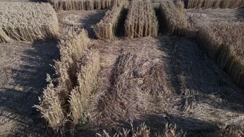 Golden Wheat Crops Forming Pattern Of A Crop Circle Near Micheldever Stock Footage 204858042