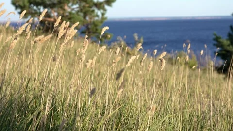 Golden Wheat Dancing in the Summer Breeze by the Blue Baltic Sea Coastline Stock Footage 344877346