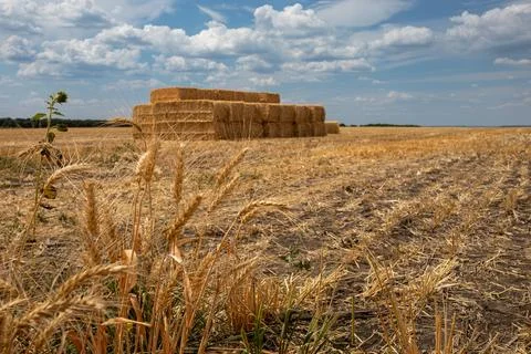 Golden wheat ears and hay bales under blue sky Stockfoto's