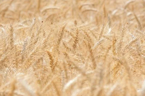 Golden wheat ears background texture in agricultural field, symbol of rich .. Stock Photos