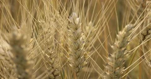 Golden wheat ears close up, 4K Stock Footage 222273376
