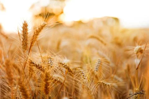 Golden wheat ears close up fields harvest crop Stock-Fotos