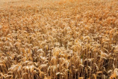 Golden wheat ears close up fields harvest crop Stock Photos