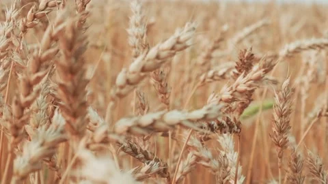 Golden wheat ears close-up. Stock Footage 205537290
