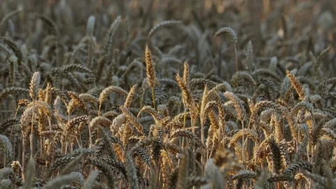Golden wheat ears in the evening sun Stock Footage 340289144