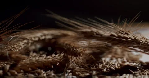 Golden wheat ears falling onto a bed of grains Stock Footage 329293767