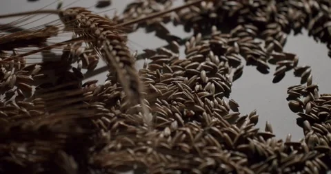 Golden wheat ears falling onto a bed of grains Stock Footage 342737745