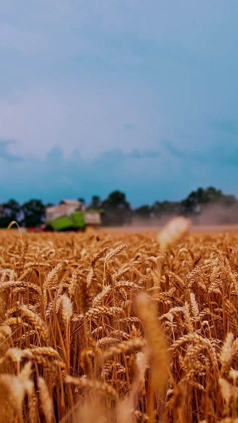 Golden wheat ears on field in summer.  Stock Footage 297295652
