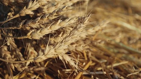 Golden wheat ears Stock Footage 81878946