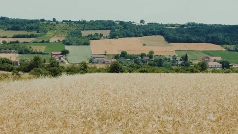 Golden wheat ears gently waving in the breeze on a sunny day. A beautiful rural Stock Footage 344728980
