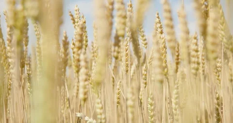 Golden wheat ears in shallow focus swaying below a clear blue sky, 8K Stock Footage 339241732