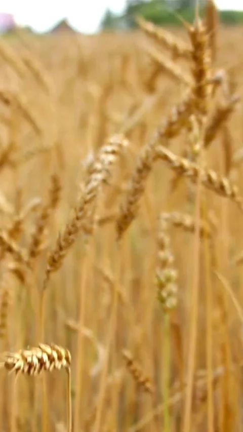 Golden wheat ears sway in wind during summer harvest Stock-Footage 334184824
