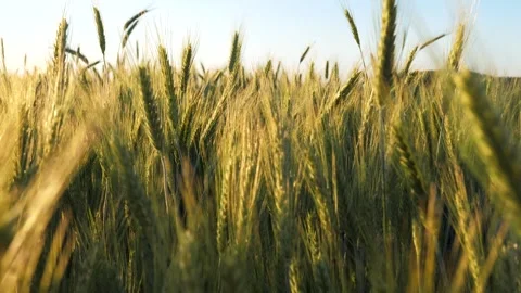 Golden wheat ears swaying in the wind on a sunny day Vidéo 339911282