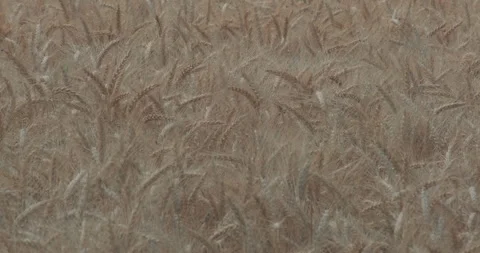 Golden wheat ears swaying in wind on dry field as sun fades behind overcast Stock Footage 344752701