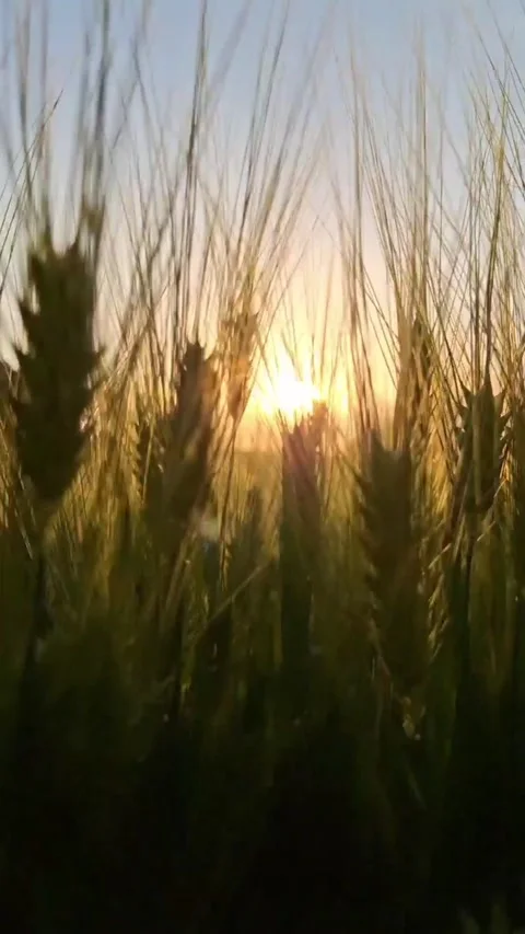 Golden wheat ears in the warm evening light of sunset. Stock Footage 336691791