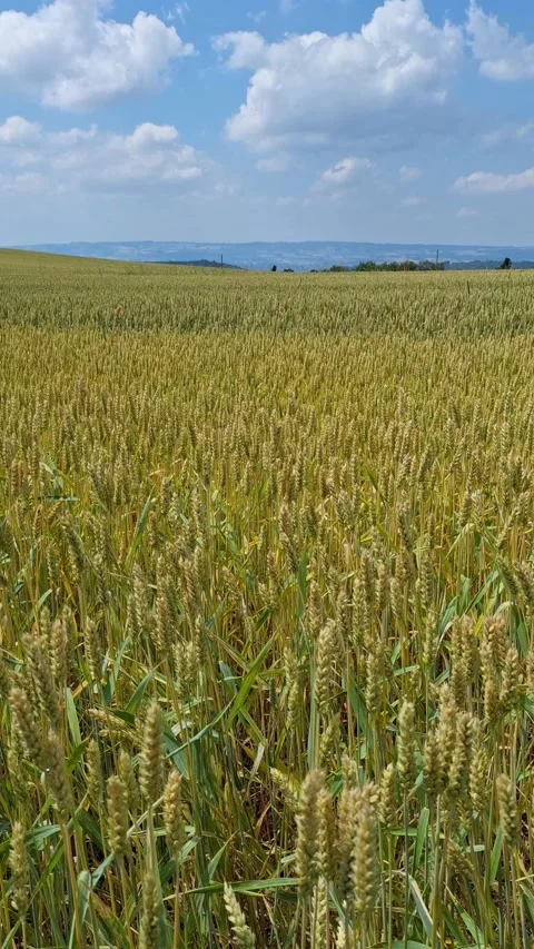 Golden wheat ears in the warm light Video stock 338258136