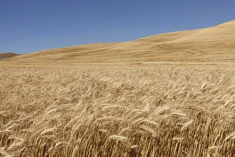Golden wheat in eastern Washington. Stock Photos