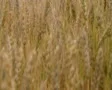 Golden Wheat Field 02 SD Footage
