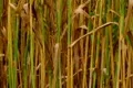 Golden Wheat Field 03 Footage