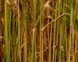 Golden Wheat Field 03 SD Footage