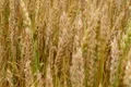 Golden Wheat Field 04 Footage