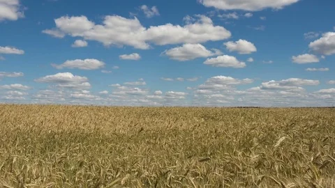 Golden wheat field against a blue sky and clouds, time-lapse 4K. Stock Footage
