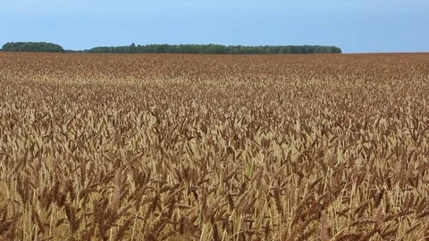 Golden wheat field against the sky in autumn Stock Footage