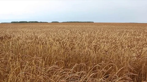 Golden wheat field against the sky in autumn Stock Footage
