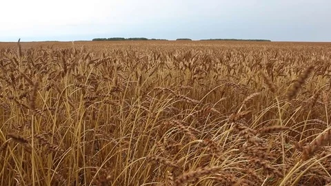 Golden wheat field against the sky in autumn Stock Footage