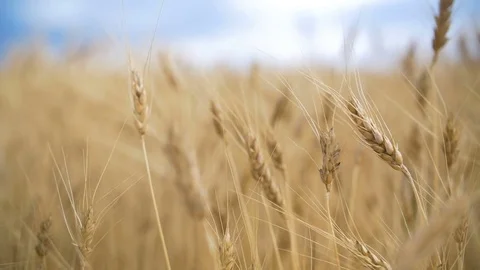 Golden Wheat field and blue sky in slowmotion Stock Footage