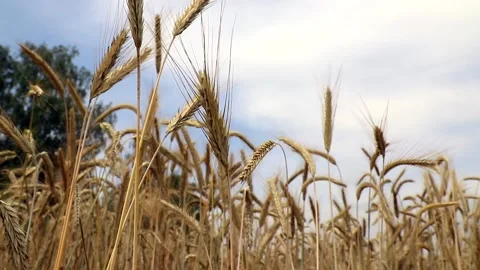 Golden wheat field and wheat ears swaying in wind. Stock Footage 142478377