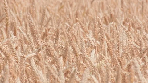 Golden wheat field background pattern with ripe cereal ears on sunny summer day Stock Footage 345512016